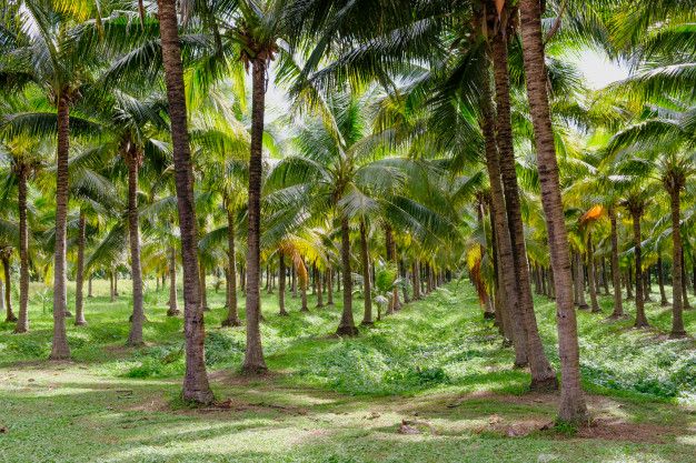 Our Farm